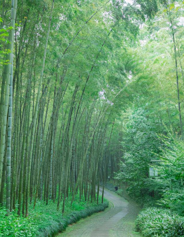 杭州雲棲竹徑翠竹成蔭溪流叮咚是一個最值得去的仙境竹林