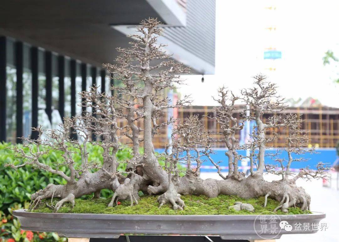 李鹤鸣作品《一带一路》(对节白蜡)第十届中国盆景展览金奖▲杨杰斌