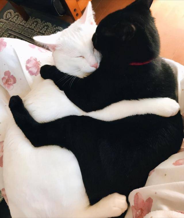 这7个猫咪「性」的冷知识,你知道吗?_公猫_母猫_丁丁