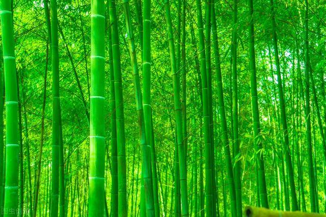 竹林,纯粹的绿_图片_网络_竹子