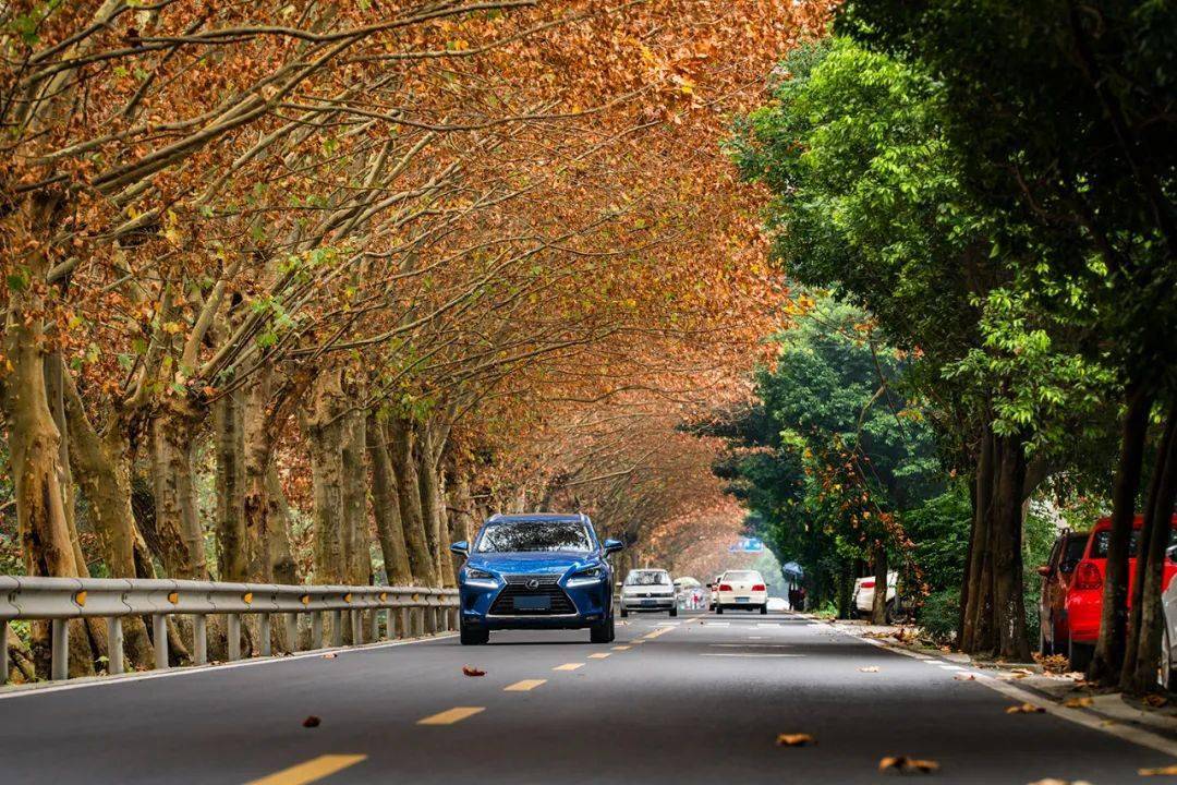 成都这条"梧桐大道"好浪漫~_温江区_街巷_摄影