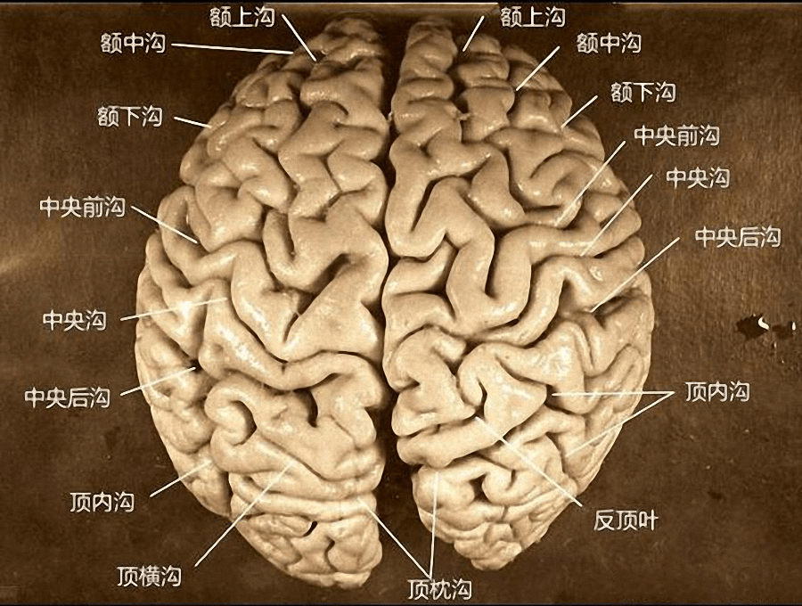 又一篇论文《爱因斯坦的额叶皮质厚度和神经元密度改变》在《神经科学