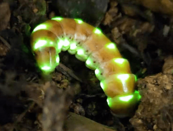 大场雌光萤捕食马陆;雌虫为浅
