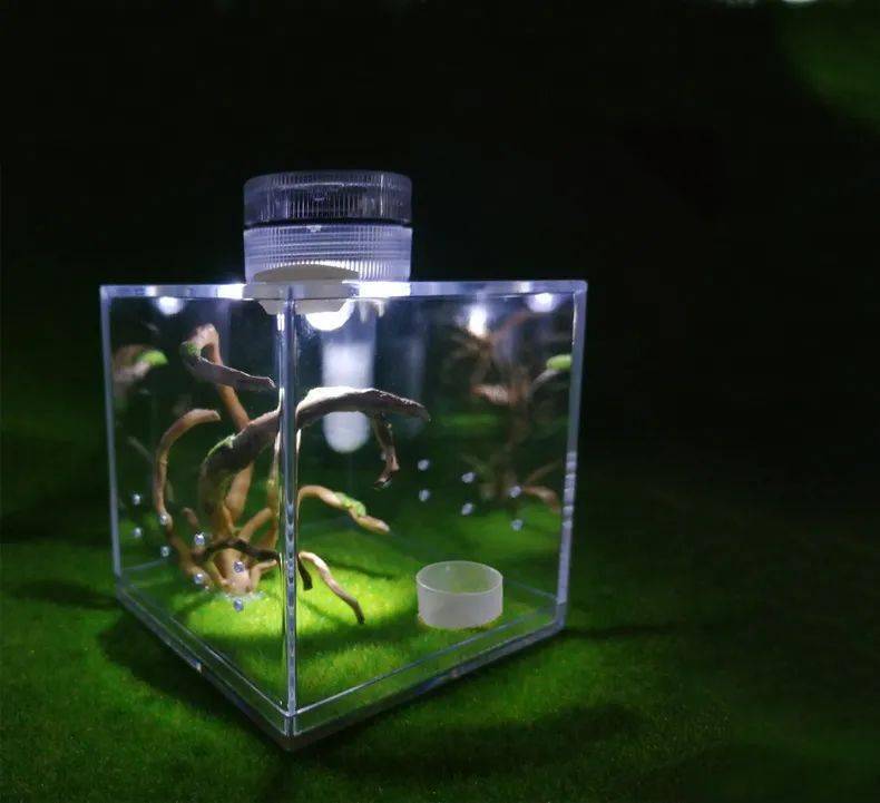 揭开大自然的面纱,从认识一只昆虫开始_螳螂_小朋友_标本