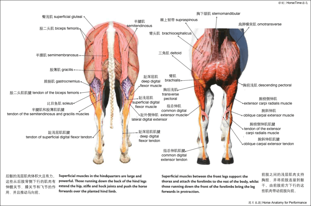 【科普】马的肌肉概述
