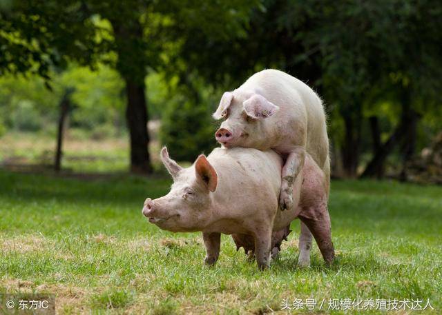 猪人工授精和自然交配受精的区别以及人工受精的技术要点