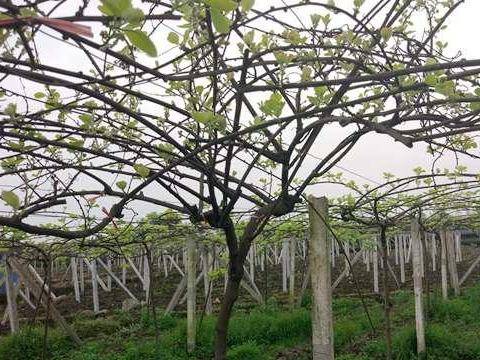 第一點:通常獼猴桃公樹的芽眼基本都突出外露,雌株芽眼基本都凹陷,在