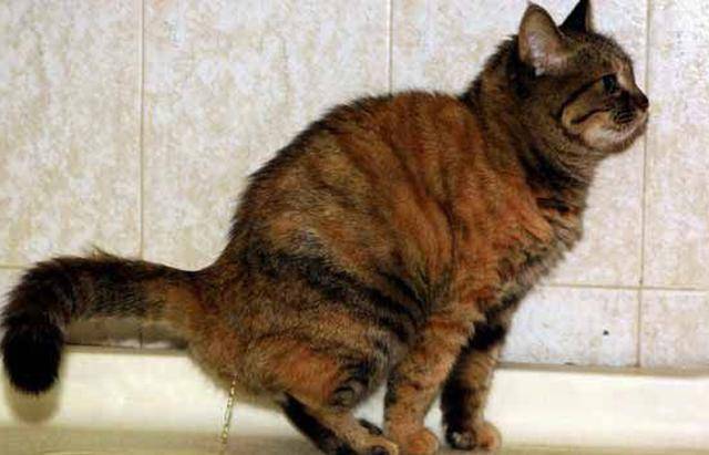这7个猫咪「性」的冷知识,你知道吗?_公猫_母猫_丁丁