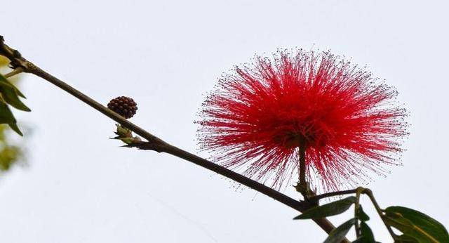 榕树花与合欢花图片对比