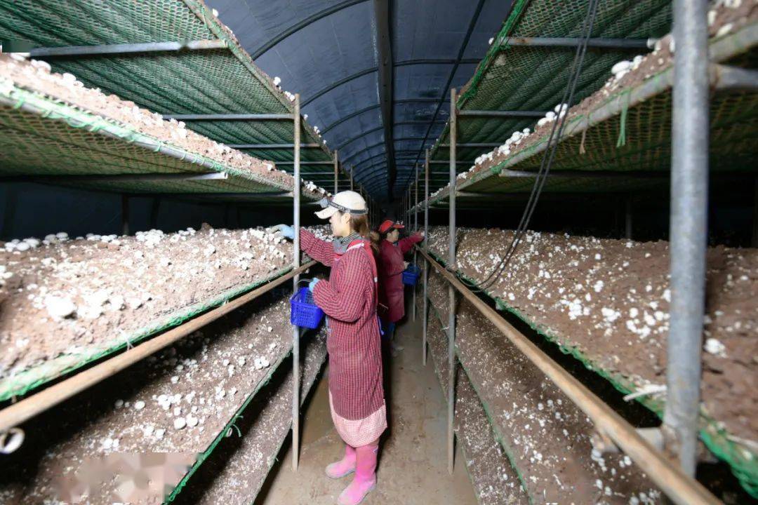 邯郸冀南新区双孢菇撑起农民致富伞