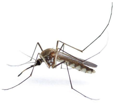 杀灭1只"越冬蚊",来年能少1000多只"蚊二代"_蚊子_积水_库蚊