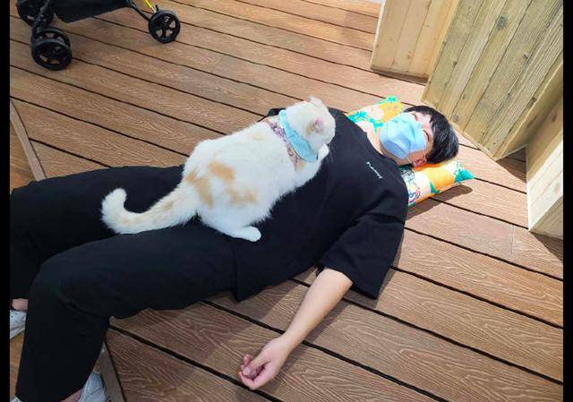 只要是人躺倒猫咪就会跑到人的身上趴着看这体格睡不安稳呀