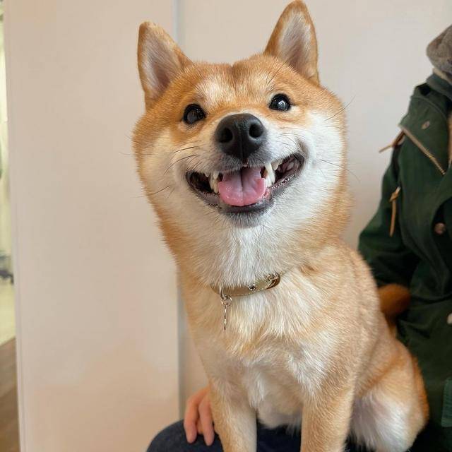 ins上超可爱的柴犬marutaro高清可爱的照片分享12张