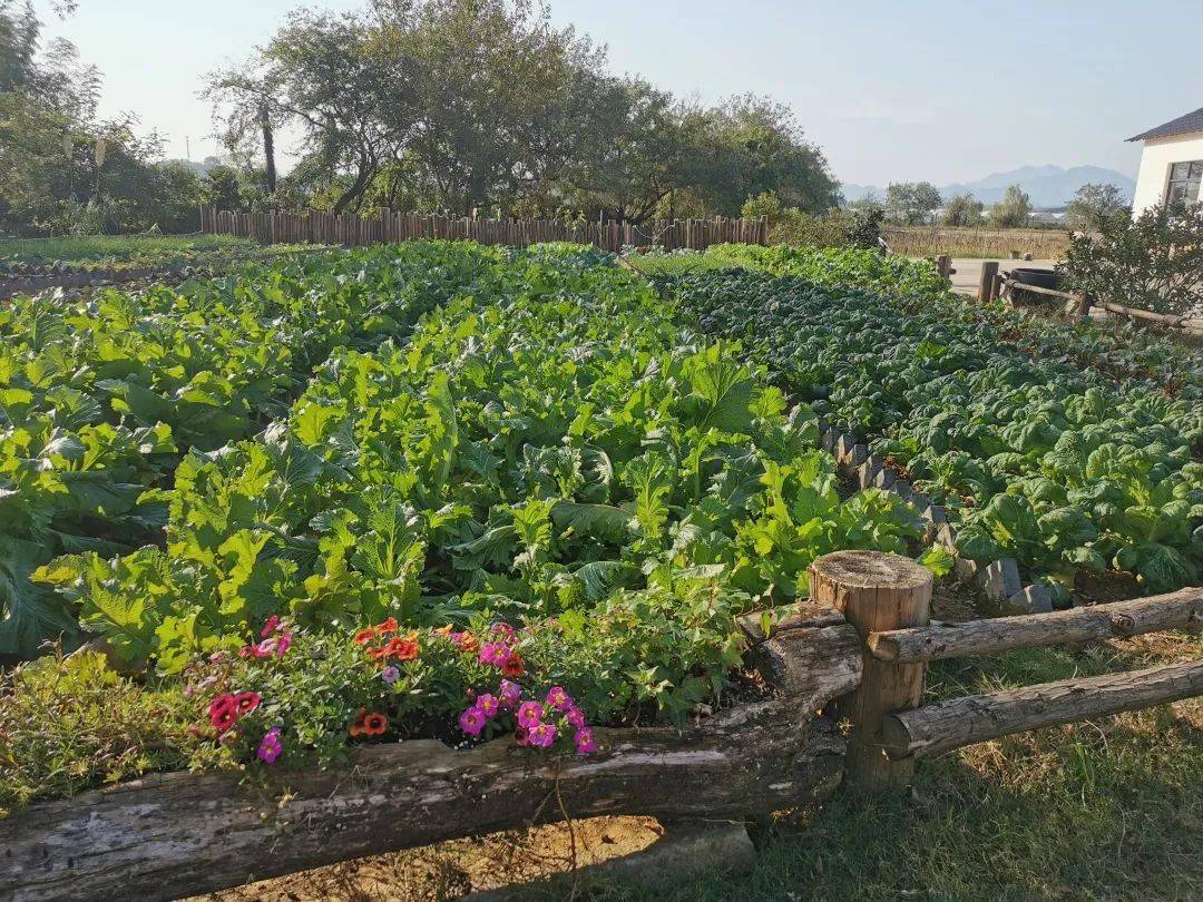 衢州市美丽庭院一米菜园创建pk赛结果出炉欢迎打卡