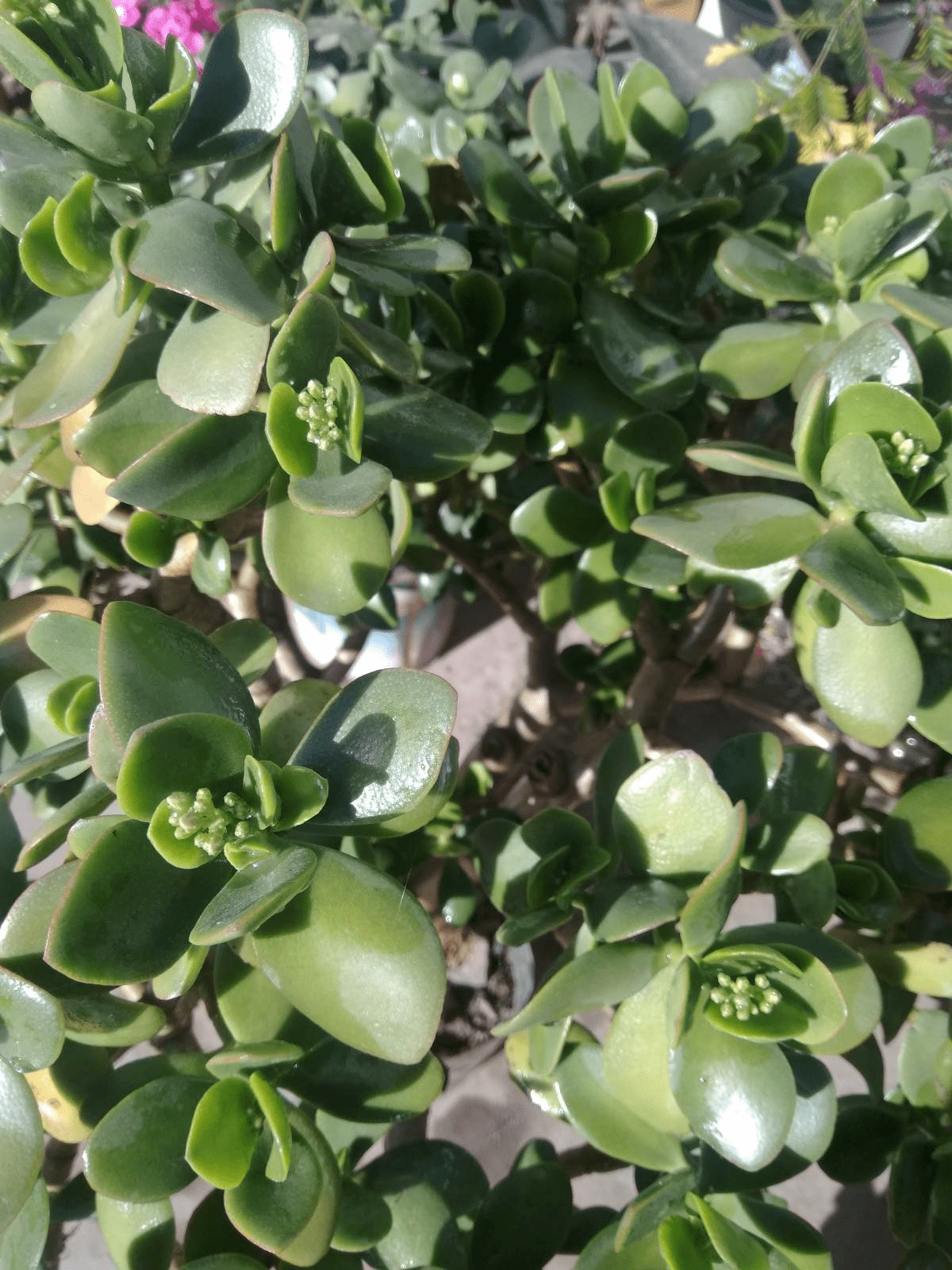 1种多肉名叫"燕子掌",学会"5点养护法",叶子厚实油亮_时候_土壤_光照