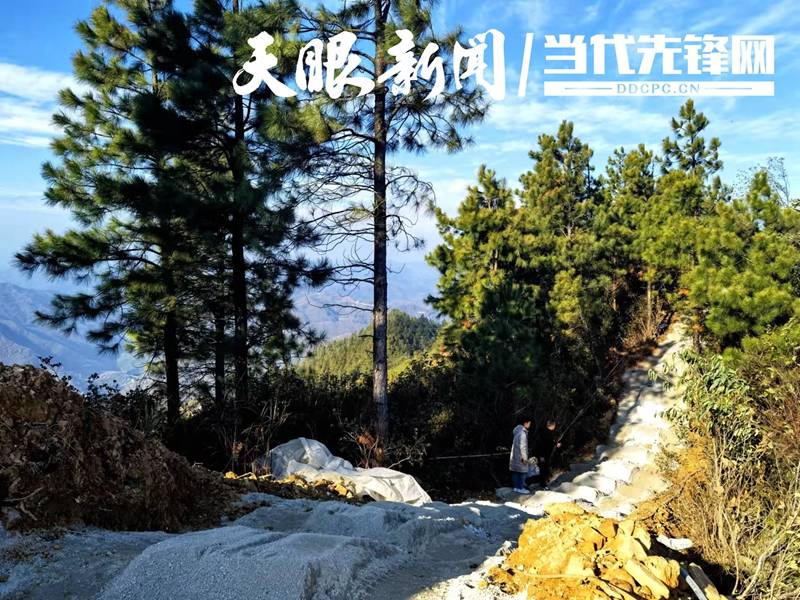 【四新四化蹲点采访】 望谟县打易镇:无限春色在二泥_茶园_陈仕杰