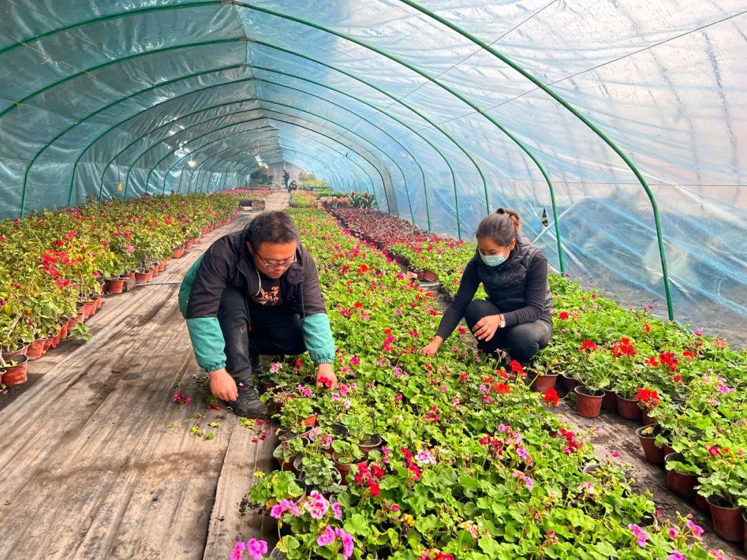 精河縣花卉基地綻放