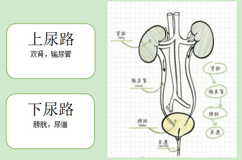 输尿管憩室图片