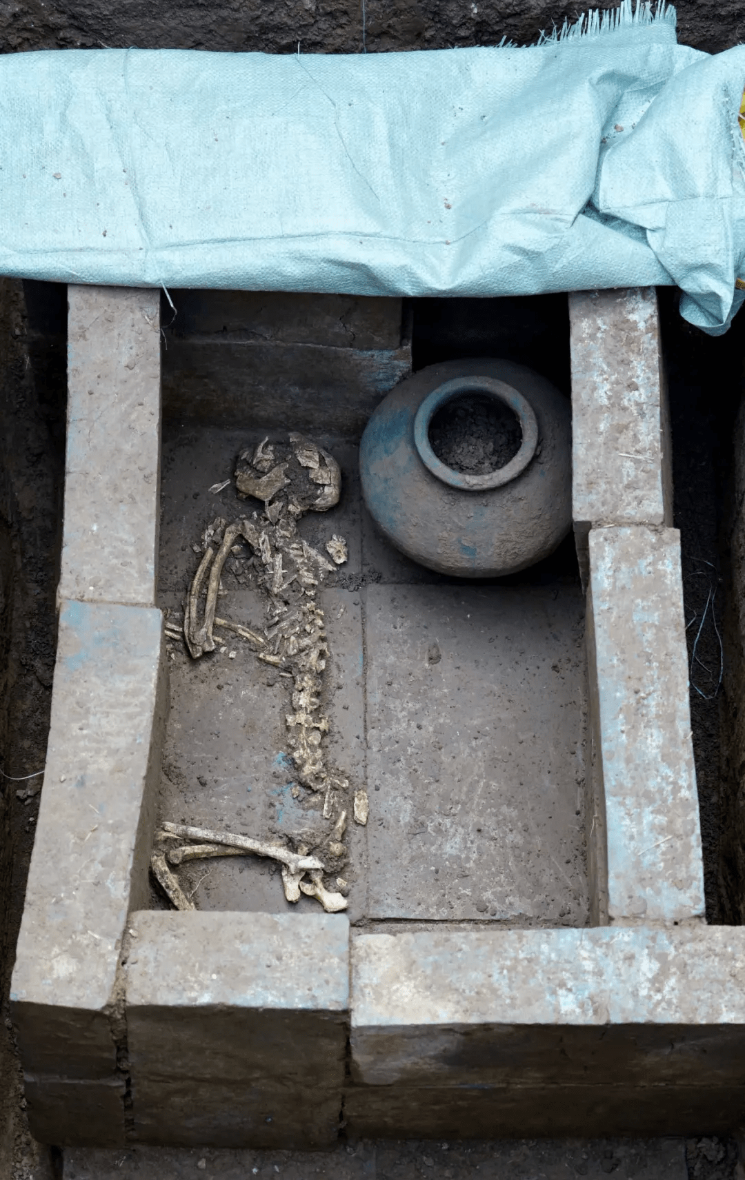 金丝猴,猕猴狍子在外藏坑k33-(k28)号坑中,埋葬了两具动物尸体,飞禽