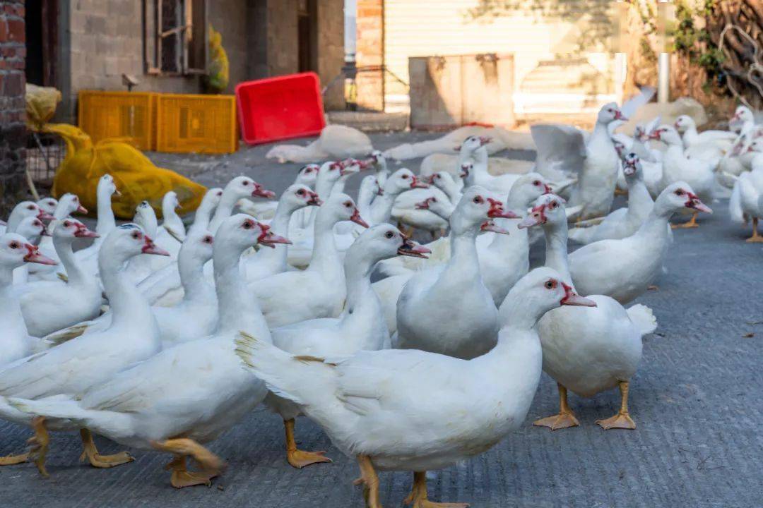 看过了中草药,也不能忘了至关重要的白鸭,我们走访了位于卿园村的一处
