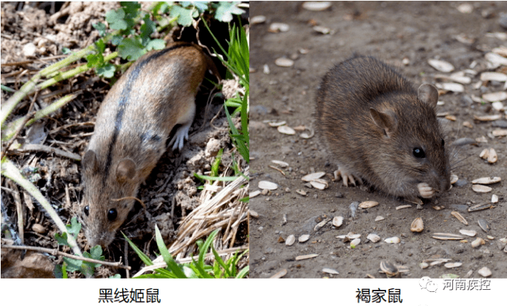 综合征|此地出现多例出血热，发烧头痛要警惕！跟草莓有关？