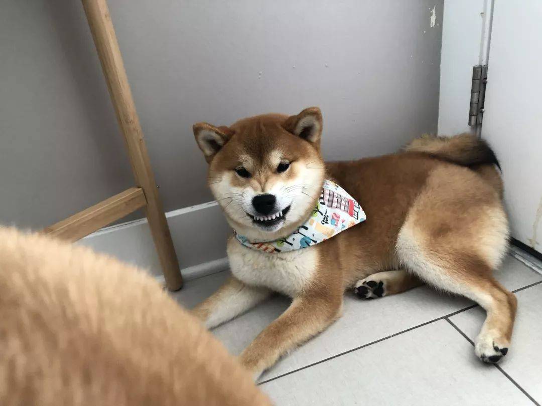 柴犬的服从性训练_搜狐网