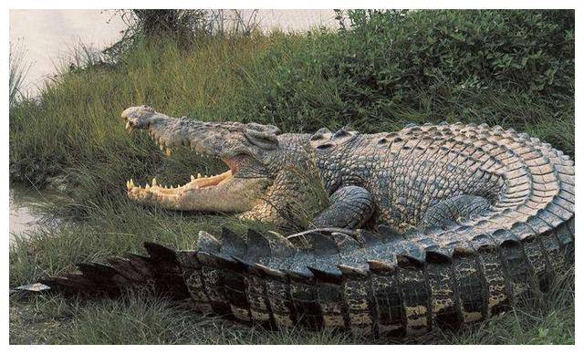 世界上最大的鳄鱼湾鳄最长7m
