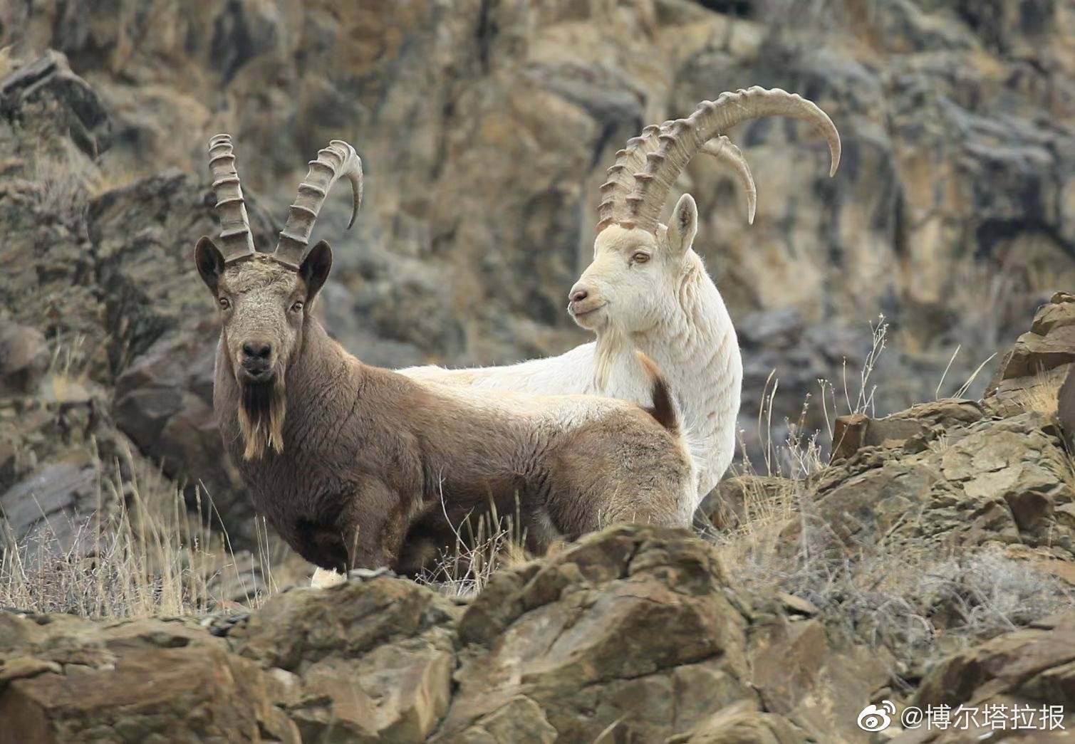 阿拉套山的白化北山羊萌萌哒
