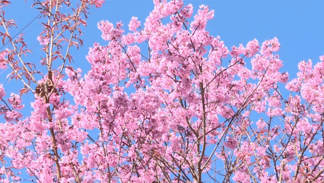 叠的花儿点缀在群山绿野中远观像一团团粉色云霞冬樱花花团锦簇杨瑞雪