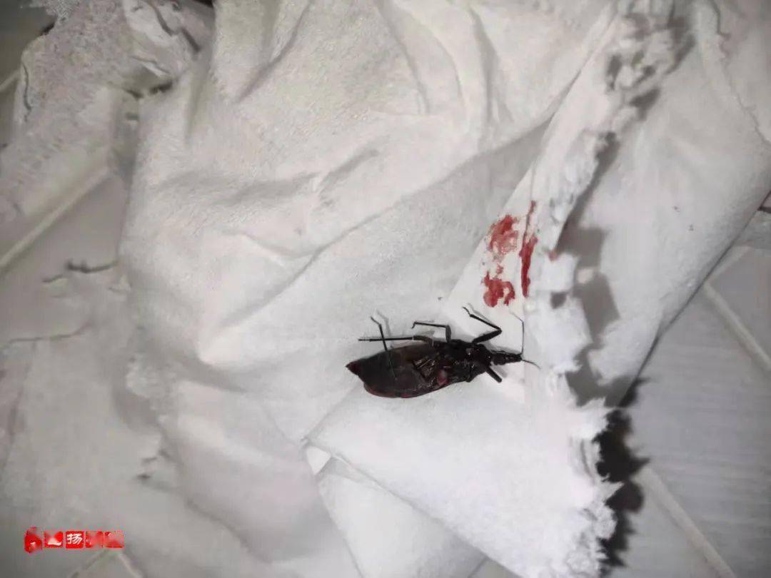 吓人微友在厕所发现一种会吸人血的大虫子博白人你有见过吗