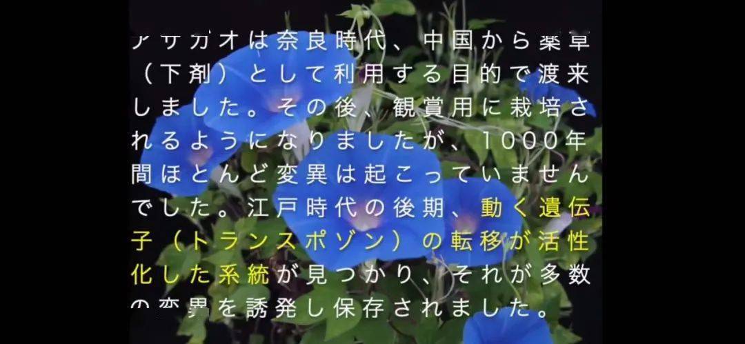 2020笔会文粹《尔乃佳人》刘庆邦:洗澡鲍尔金娜:雪神保佑东北小孩张怡