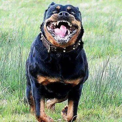 当然,罗威纳毫无疑问是烈性犬,但这种攻击性是可驯服的⒊也是最容易被