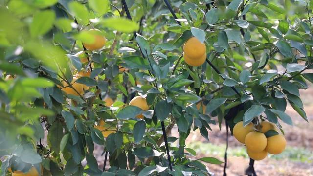 浦江有了美国鸡尾葡萄柚你尝过没