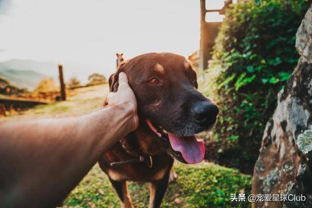 百科 大丹犬 一辆车都装不下的狗 德国 马士 Dogge