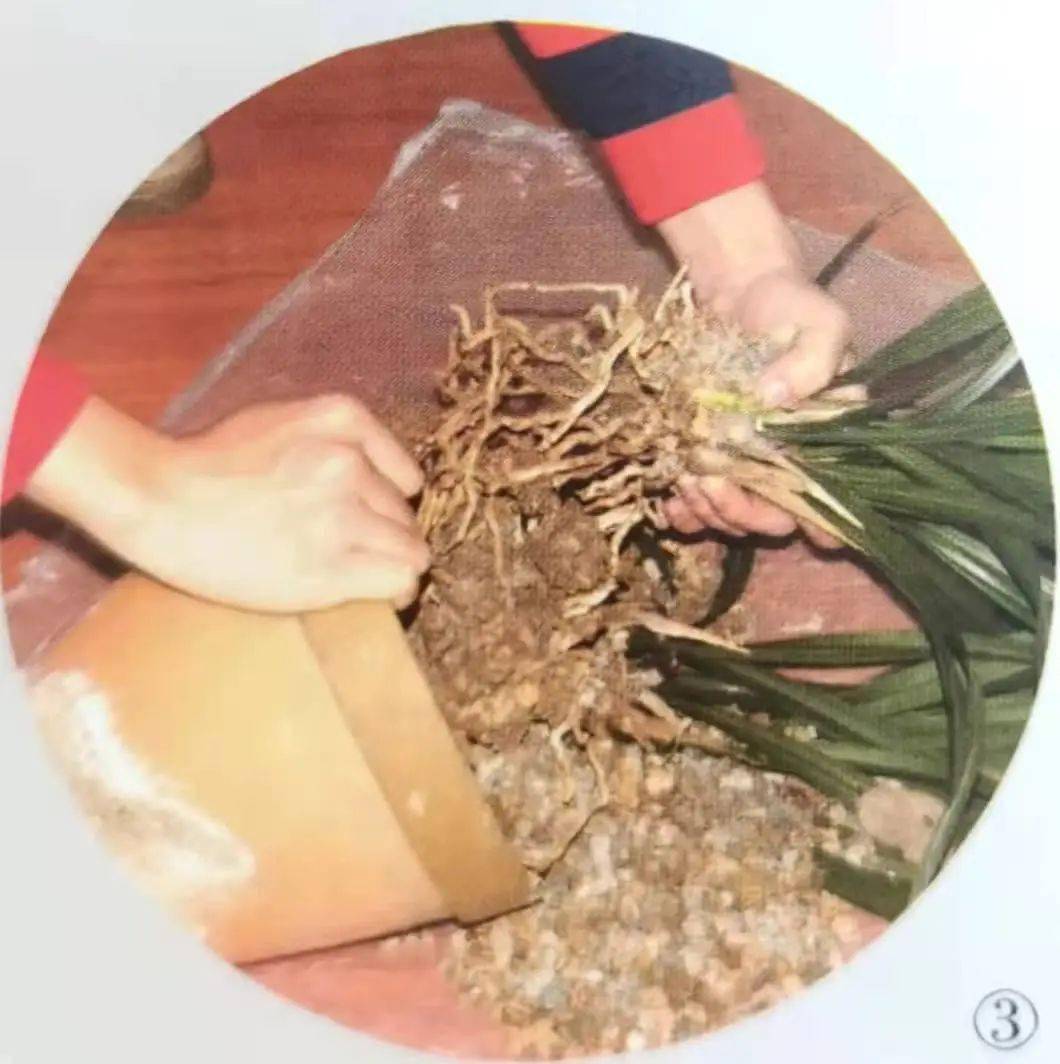 一手手掌张开,托住兰株;另一手将兰盆取掉.