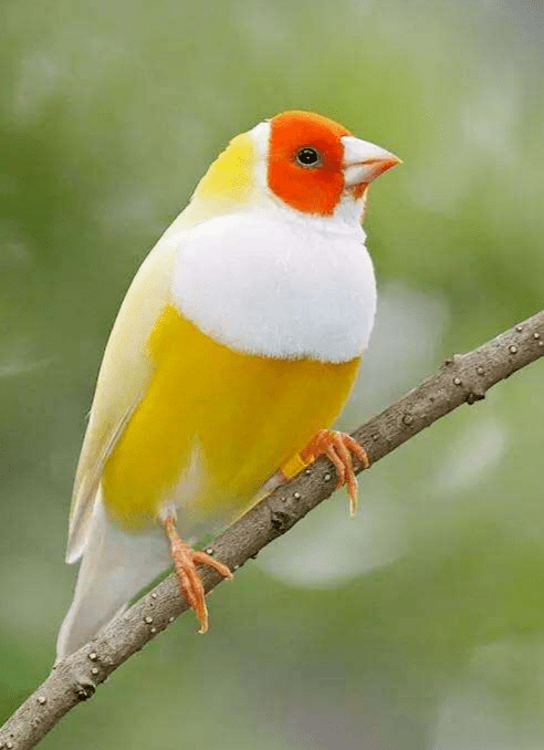 吸溜~_羽毛_鸟类_哺乳动物