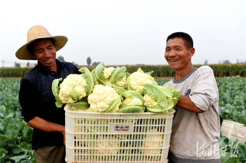 河北宁晋:有机菜花喜获丰收_种植_赵永辉_日报