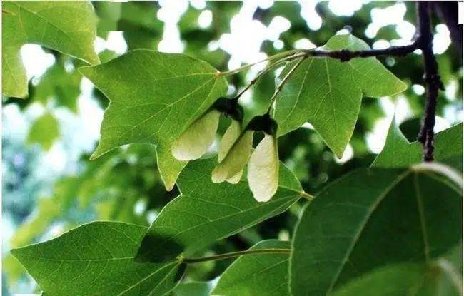 北美_三角枫_美国