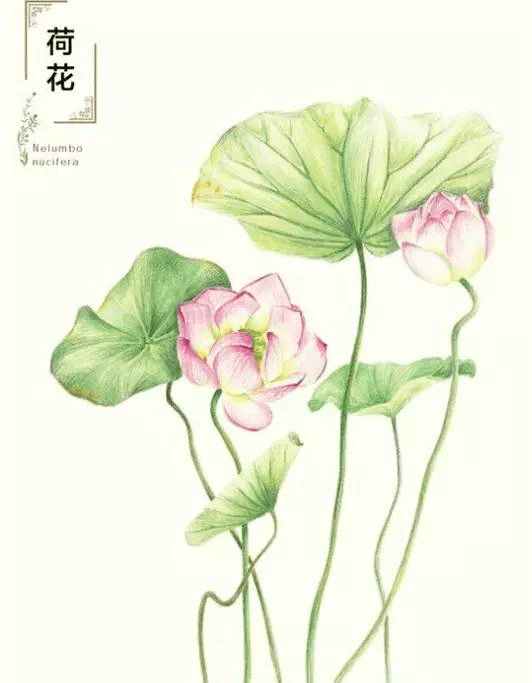 楚如画 荷花圖 用彩色铅笔画一朵清新的荷花！_叶片_颜色_黄绿色