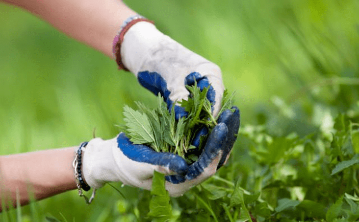 长城故事荟 | 有一种草,化身长城里的铠甲!_西麻_生活_公司