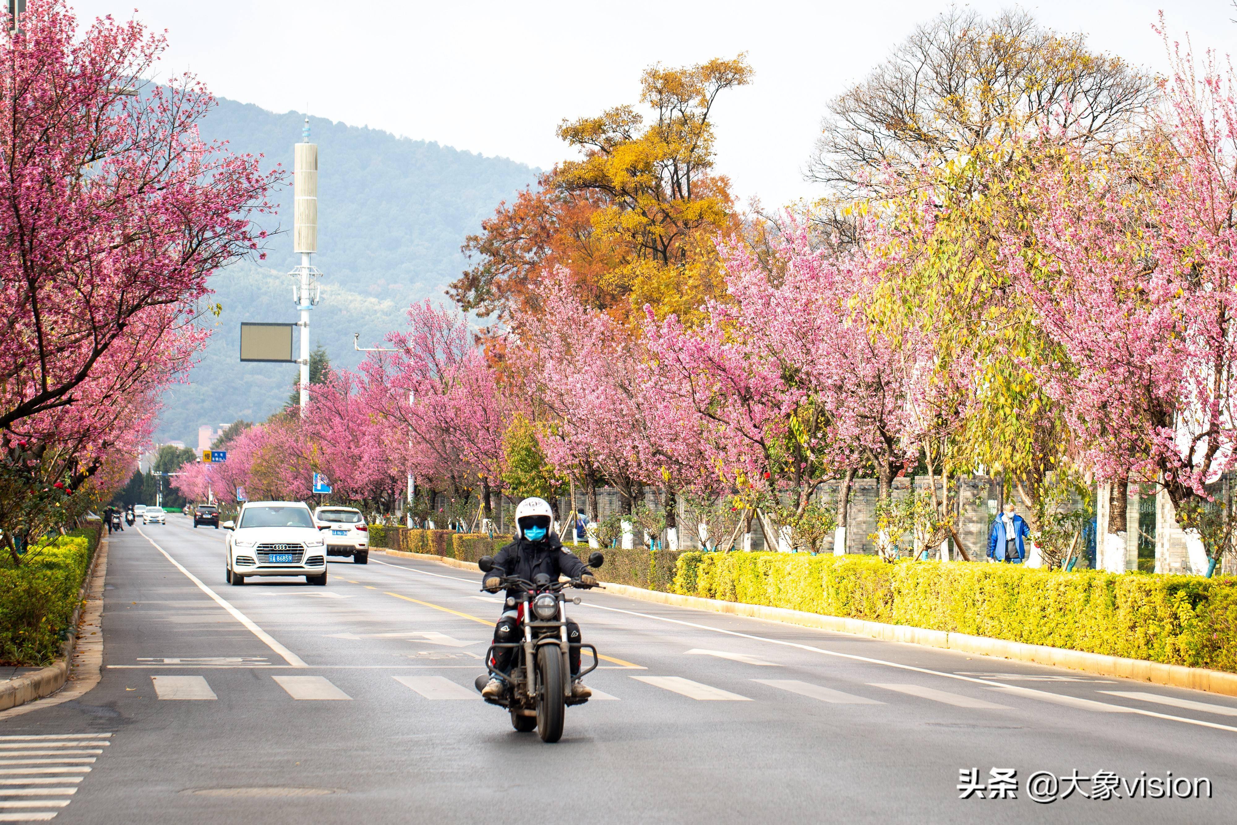 浪漫粉冬来了 昆明红塔西路冬樱花盛放