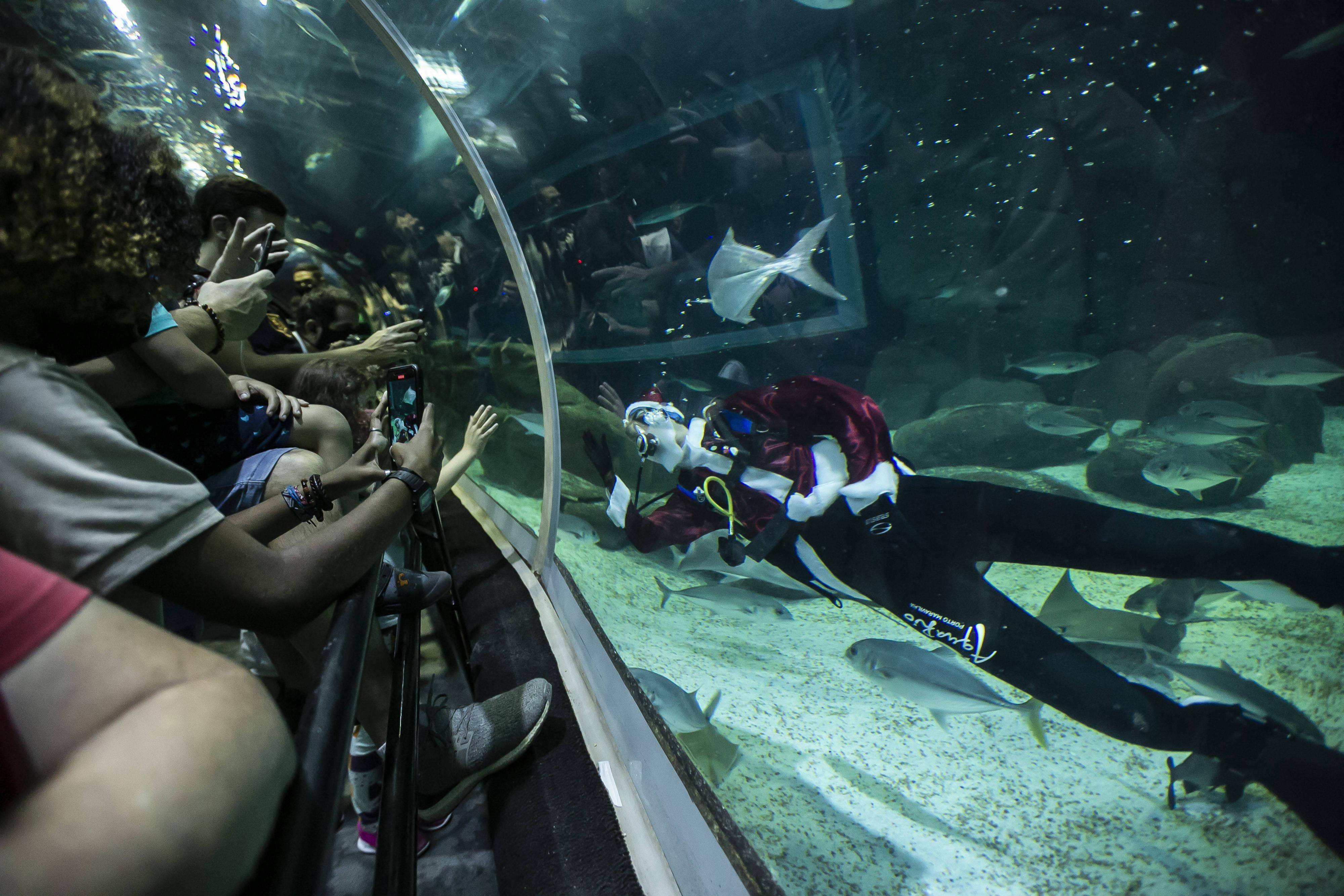里约:水族馆里的"圣诞老人"_新华社_巴西_潜水员