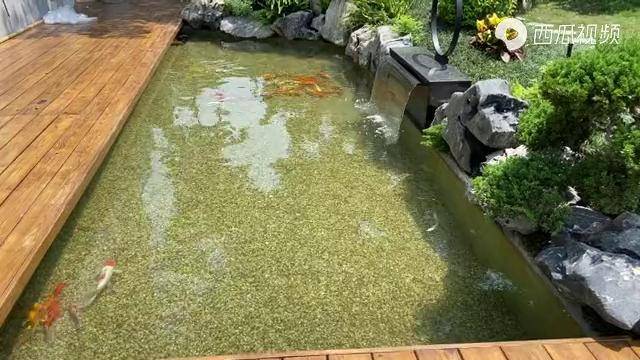 錦鯉魚池庭院造景羅漢松盆景景觀魚池過濾