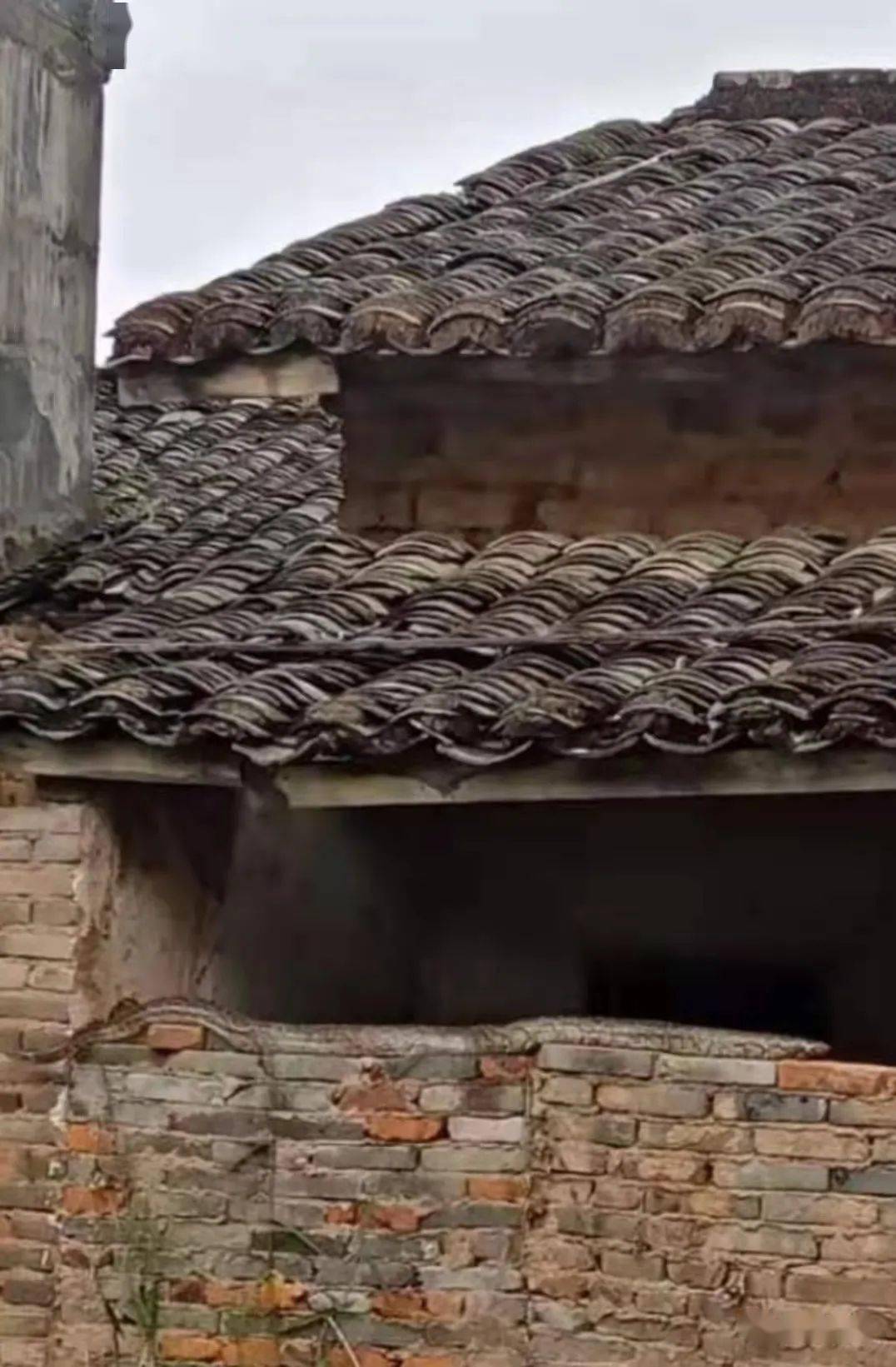 吓人紫金一老房子围墙惊现大蟒蛇