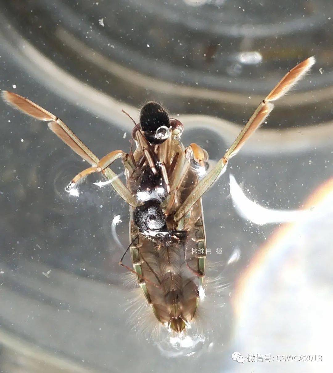 马陆蚂蚁短翅迅足长蝽仰泳蝽本周六下午西湖公园见