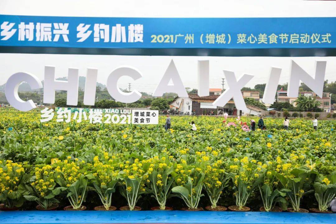 增城迟菜心甜了2021广州增城菜心美食节启幕