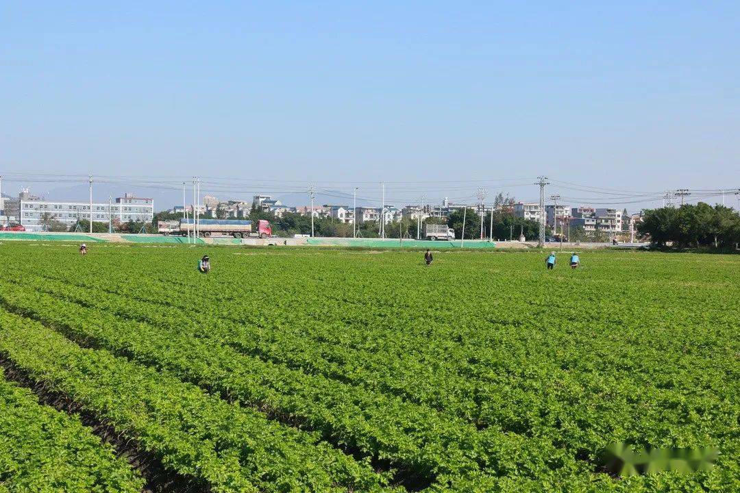 地裡農戶們正在彎腰施肥一株株綠色的西芹間澆灌著茁壯成長的希望也