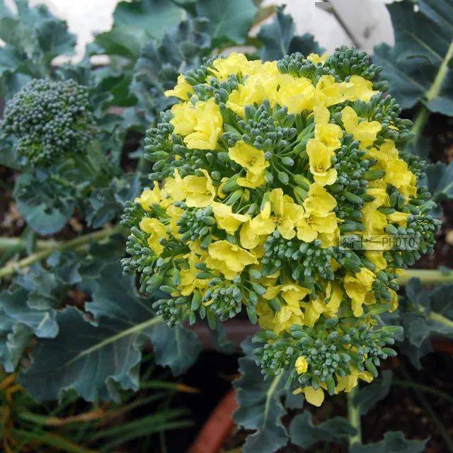 吃了一辈子蔬菜,却没见过它开花的样子!网友:蔬菜的花也美得不像话!