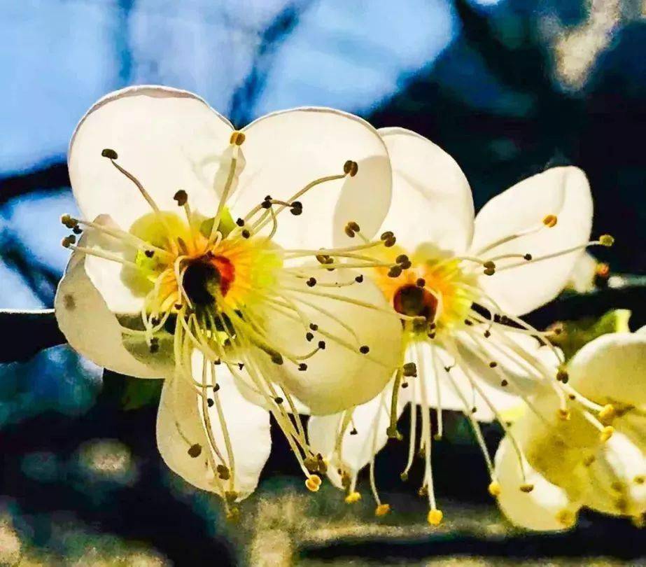 花"小云水谣"春光村汽车一日游1月1-3号每周六/周日发团建阳,建瓯