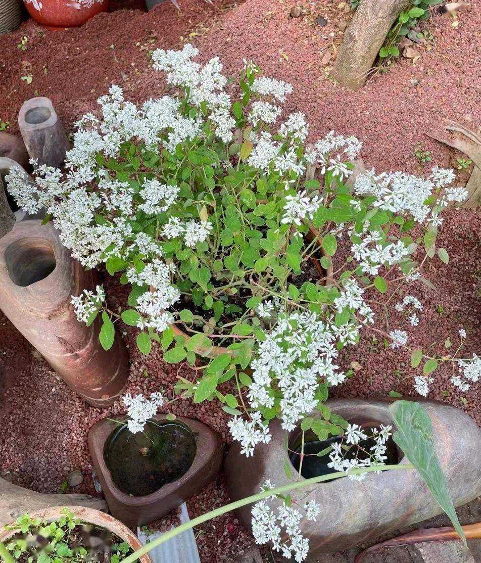 12款耐寒植物_开花_温度_白雪木